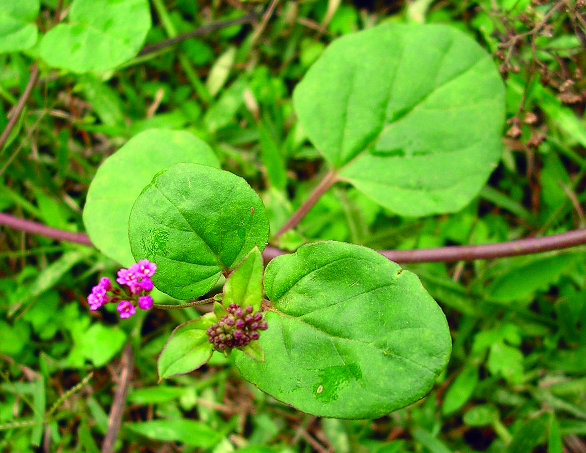 Boerhavia diffusa
